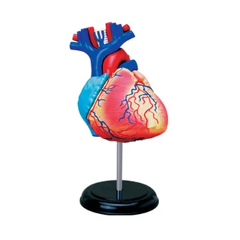 Анатомическая модель сердца человека для медицинского сердечно-сосудистого медико-биологического эксперимента Модель сердца модели человеческого сердца